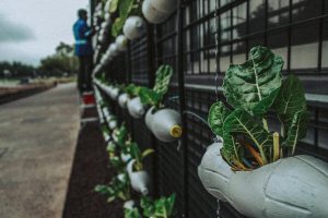 https://www.pexels.com/id-id/foto/agrikultura-alami-berkebun-botol-2505705/