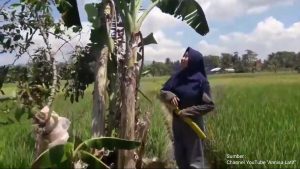 Inspiratif, YouTuber Asal Lampung Ini Membuat Konten Video Explorasi Kekayaan Alam Desa Bandar Agung